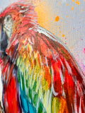 A3 Scarlet Macaw Paint Sketch #1