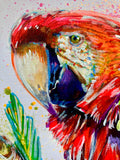 A3 Scarlet Macaw Paint Sketch #1