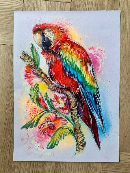 A3 Scarlet Macaw Paint Sketch #1