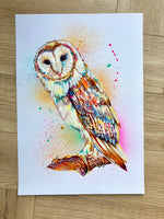 A3 Barn Owl Paint Sketch #1