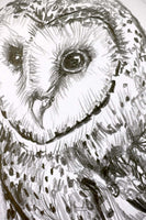 Barn Owl sketch #2
