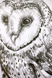 Barn Owl sketch #2