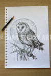 Barn Owl sketch #2