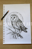 Barn Owl sketch #2