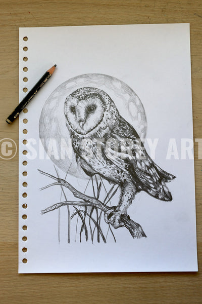 Barn Owl sketch #2