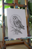 Barn Owl sketch #2