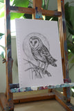 Barn Owl sketch #2