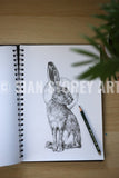 Hare sketch #1