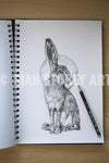 Hare sketch #1