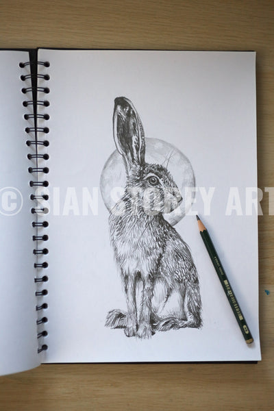 Hare sketch #1