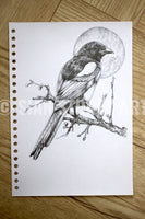 Magpie Sketch #1