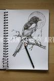 Magpie Sketch #1