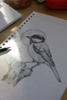 Great Tit sketch #1