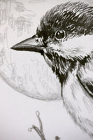 Great Tit sketch #1