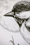 Great Tit sketch #1