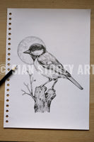 Great Tit sketch #1