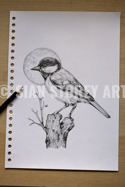 Great Tit sketch #1