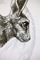 Hare sketch #2