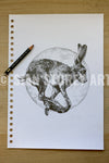 Hare sketch #2
