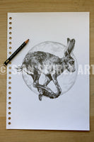 Hare sketch #2