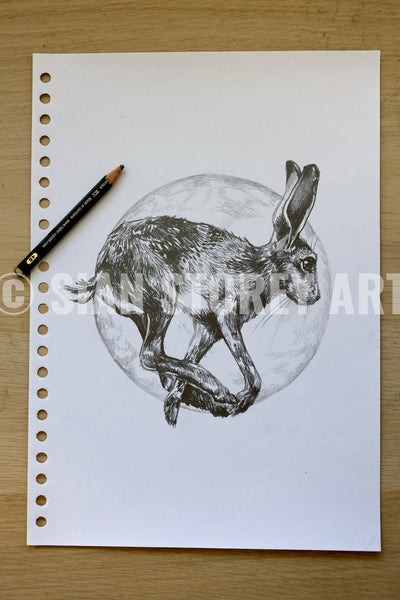 Hare sketch #2