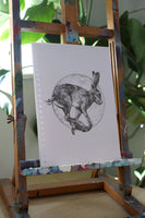 Hare sketch #2