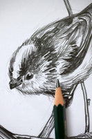 Long-tailed tit sketch #1