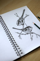 Long-tailed tit sketch #1