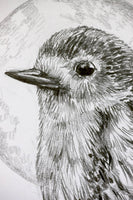Robin sketch #2