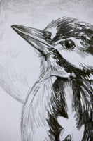 Woodpecker sketch #1