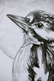 Woodpecker sketch #1