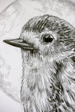 Robin sketch #2