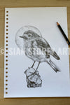 Robin sketch #2