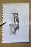 Woodpecker sketch #1
