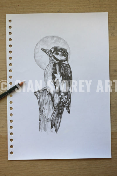 Woodpecker sketch #1