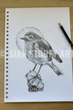 Robin sketch #2