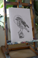 Robin sketch #2