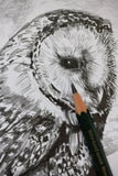 Owl sketch #1